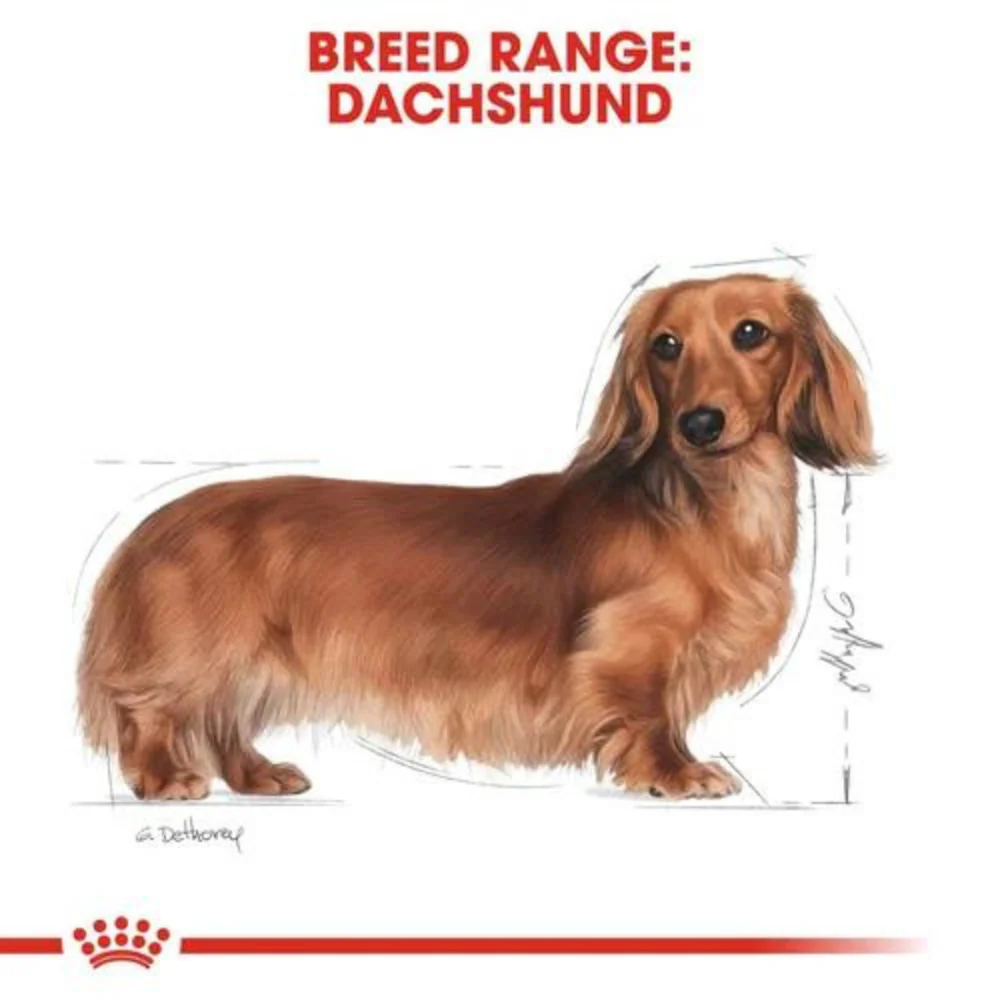 Royal Canin Dachshund Dry Dog Food - Image 3