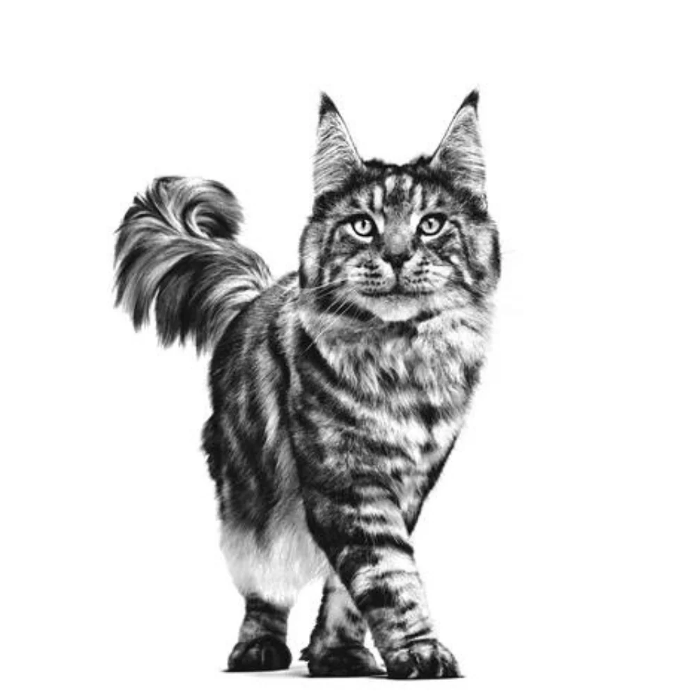 Royal Canin Veterinary Diet Renal Wet Cat Food Pouches with Chicken - Image 7